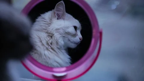 Cat looks at the reflection in the mirror Stock Footage 97272622