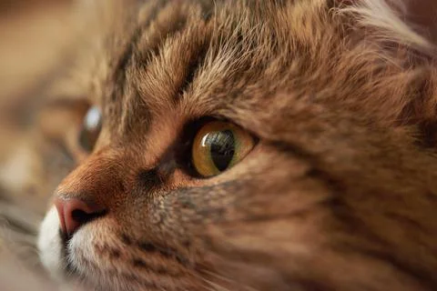 Cat looks to the side muzzle close-up Stock Photos