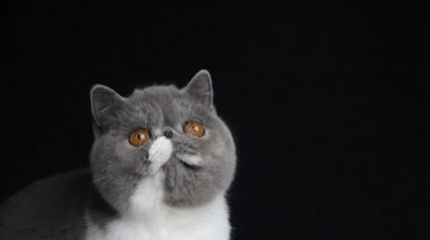 The Cat Looks Something Up And Down in the Frame Stock Footage 35512886