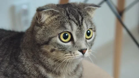 The cat looks at something with an expressive look Stock Footage 195178021