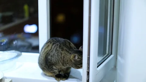 The cat looks up in surprise on a camera Stock Footage 73775447