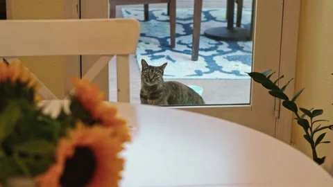 Cat looks through glass back door waiting to enter Stock Footage 345544953