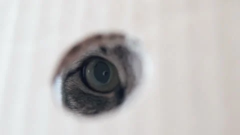 The cat looks through the hole in the box Stock-Footage 105583652