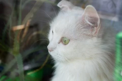 Cat looks through the window Foto stock