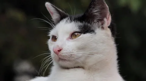 Cat looks toward camera Stock Footage 1038585