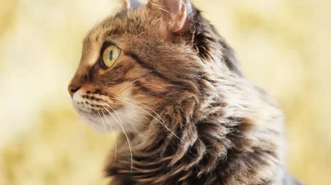 Cat Looks Toward Camera Stock Footage 11131933