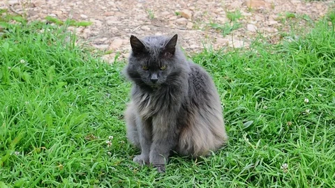 Cat looks towards the camera, then turns away Stock Footage 117472424