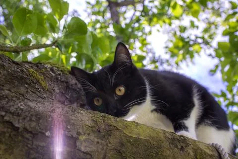 Cat looks from tree Stock Photos