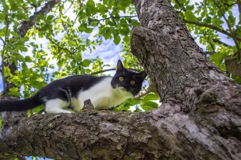 Cat looks from tree Stock Photos