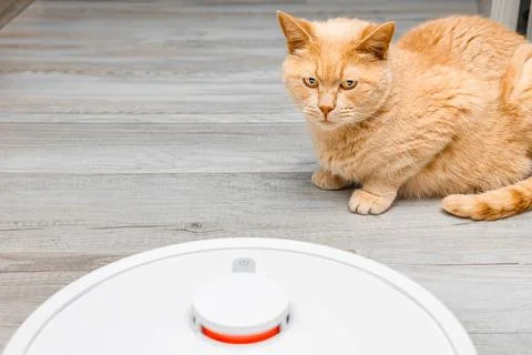 The cat looks warily at the working robot vacuum cleaner Stock Photos