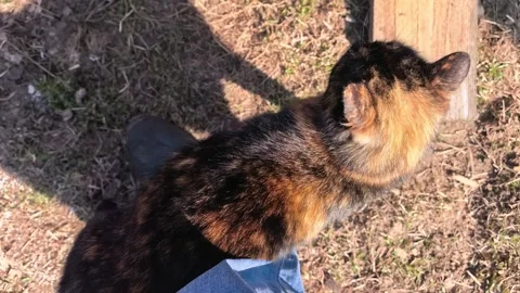 Cat looks up while resting on ground during sunny day in backyard Stock Footage 331745836