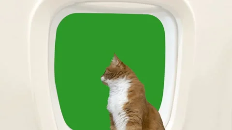 Cat looks into the window Stock Footage 119868451