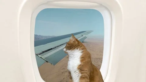 Cat looks into the window Video stock 119868452