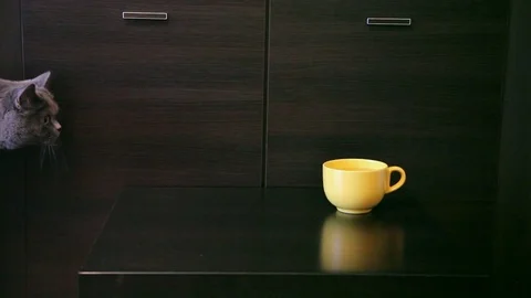 Cat looks in yellow cup on the table. Wood Background. Stock Footage 85395224