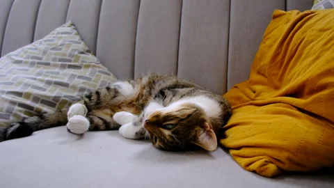 Cat lounges on the couch Stock Footage 246798666