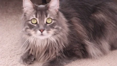 Cat Lounges On Floor 動画素材 82764212