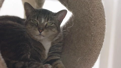 Cat lounging in cat tower. Stock Footage 149798044