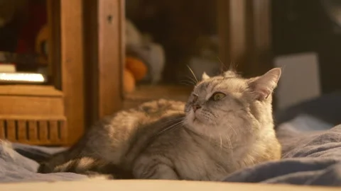Cat lounging comfortably on a bed while loose fur gently floats around Video stock 329147861