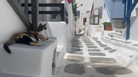 Cat Lounging on Ledge Along Narrow Alley in Mykonos Town, Greece on a Sunny Day. Stock Footage 313612218