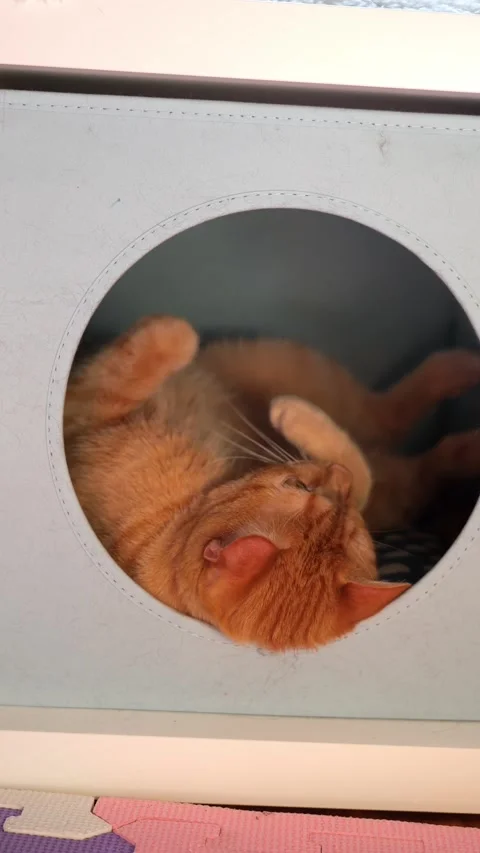 Cat lounging playfully inside a cozy box with a relaxed pose in a home setting Stock Footage 308722271