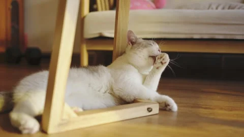 A cat lounging under the table Video stock 249992227