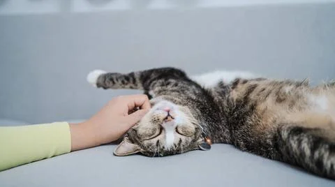Cat lover female hand petting her lovely cat comfortable Stay home with ca... Stock Photos