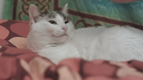 Cat Lover Stock Footage 87576155