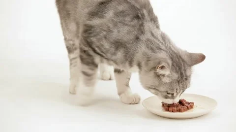 Cat Loves To Eat Stock Footage 51848569