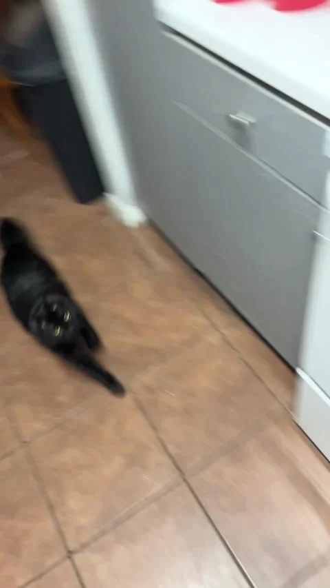 Cat Loves Ice Cubes, Houston, Texas, USA - 17 Apr 2025 Stock Footage 307879778