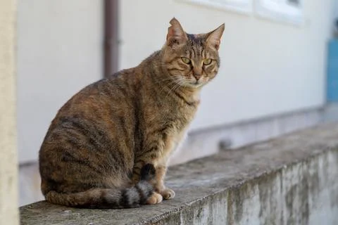Cat loves posing for camera Stock Photos