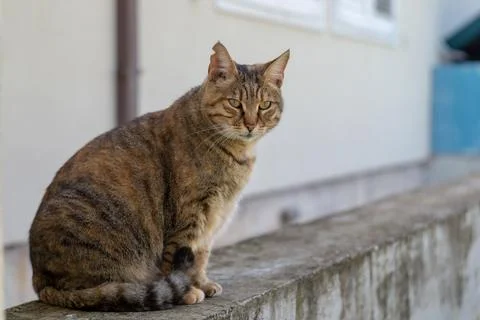 Cat loves posing for camera Stock Photos