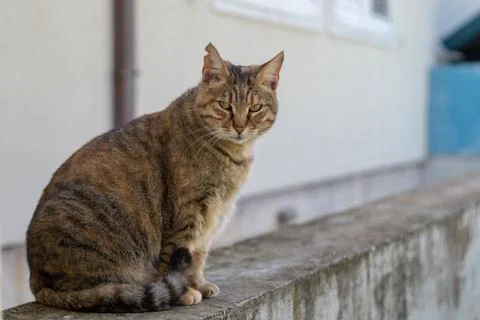 Cat loves posing for camera Stock Photos