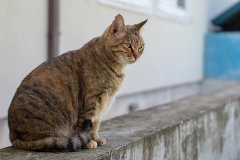 Cat loves posing for camera Stock Photos