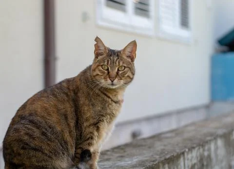 Cat loves posing for camera Stock Photos