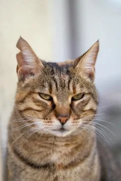 Cat loves posing for camera Stock Photos