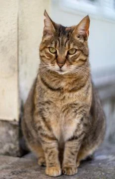 Cat loves posing for camera Stock Photos