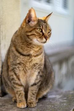 Cat loves posing for camera Stock Photos