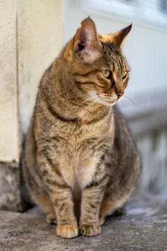 Cat loves posing for camera Stock Photos