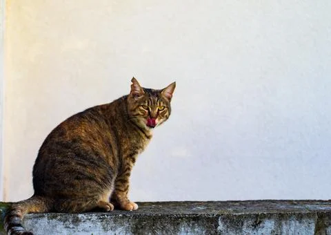 Cat loves posing for camera Stock Photos