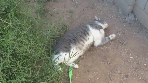 Cat loving the dirt Vídeos de archivo 340374682