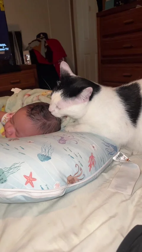 Cat Lovingly Licks Baby's Head, Bay Springs, Mississippi, USA - 05 Apr 2025 Stock Footage 306309195
