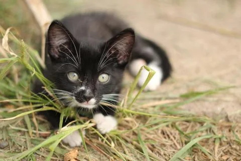 Cat in Low Depth of Field Stock Photos