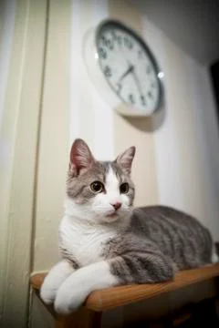 Cat - Lunch time (looking at the camera) !!! 스톡 사진