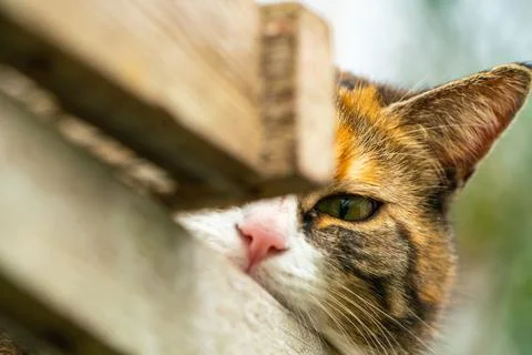 An Cat lurking Stock Photos