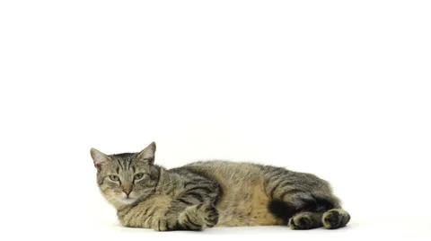 Cat lying and looking around Stock Footage 24823051