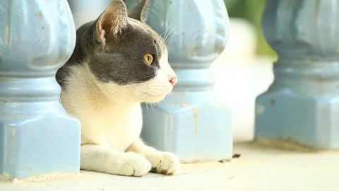 Cat lying and looking around,  out door  Chiangmai  Thailand Stock Footage 144324220