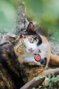 The cat is lying and looking at the camera behind the tree. Stock Photos