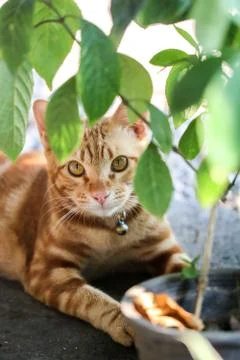 The cat is lying and looking at the camera behind the tree. Stock Photos