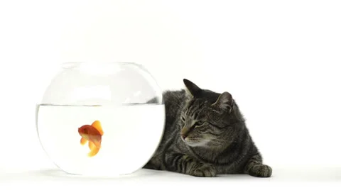 Cat lying and looking at a goldfish in a fish bowl Vidéo 24825588