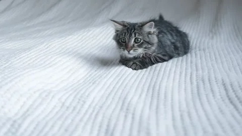 Cat lying and preparing to attack. Tabby Kitten is hunting at Home. Stock Footage 166461275